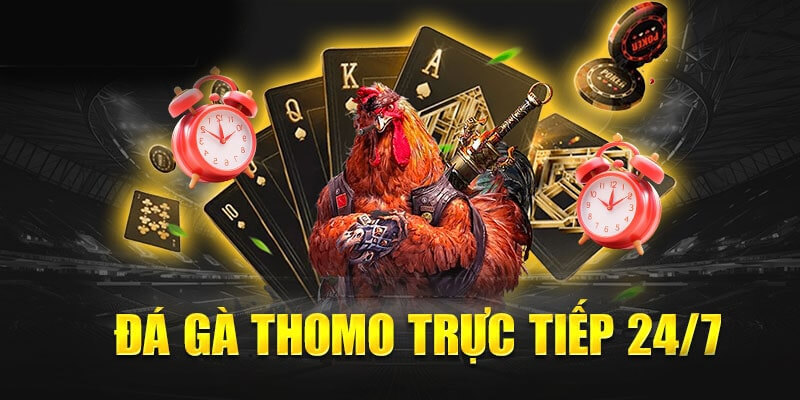 Phát sóng 24/7 các trận đá gà Thomo