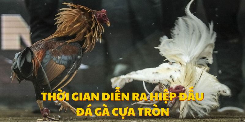 Quy định về thời gian diễn ra một trận đấu đá gà cựa tròn