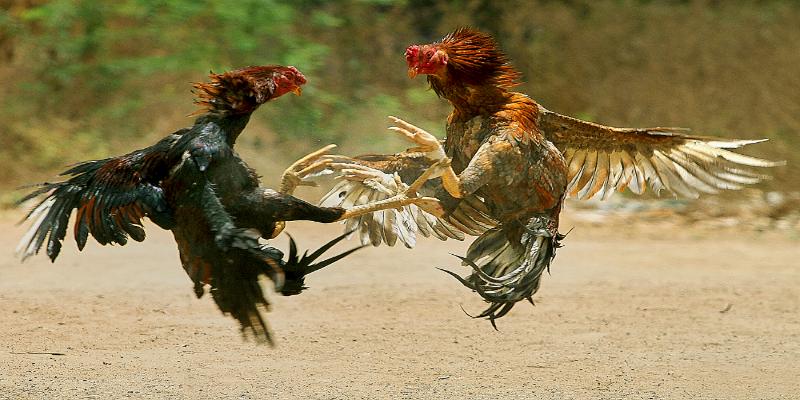 Trò chơi đá gà nòi bắt nguồn từ người dân Trung Hoa hoặc Ấn Độ