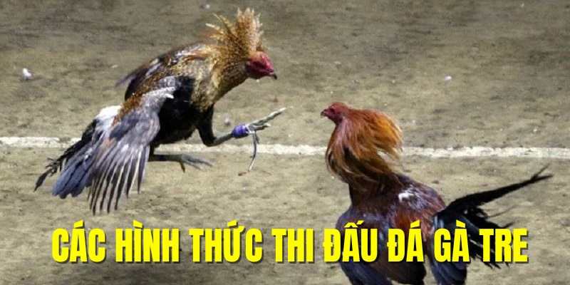 Hình thức tổ chức thi đấu đá gà tre