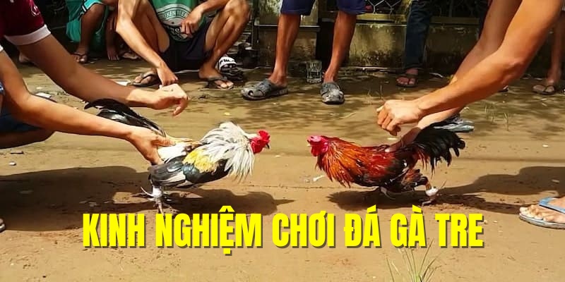 Học hỏi kinh nghiệm chơi đá gà tre trực tuyến hữu hiệu 